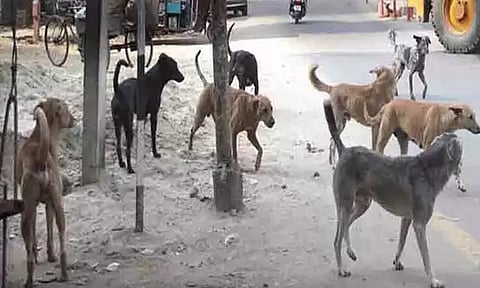 தெருக்களுக்கே சென்று நாய்களுக்கு தடுப்பூசி - சென்னை மாநகராட்சி