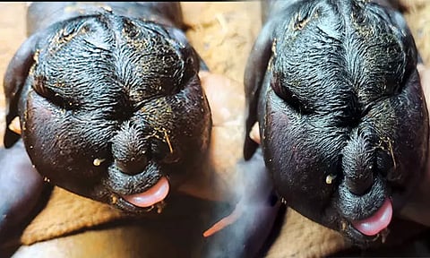 உளுந்தூர்பேட்டையில் மனித முக தோற்றத்துடன் பிறந்த ஆட்டுக்குட்டி