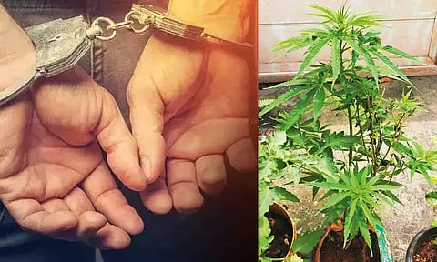 கன்னியாகுமரி: வீட்டு மாடியில் கஞ்சா செடி வளர்த்த வாலிபர் கைது