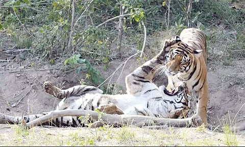 வனப்பகுதியில் ஆண் புலியுடன் சண்டையிட்ட பெண் புலி
