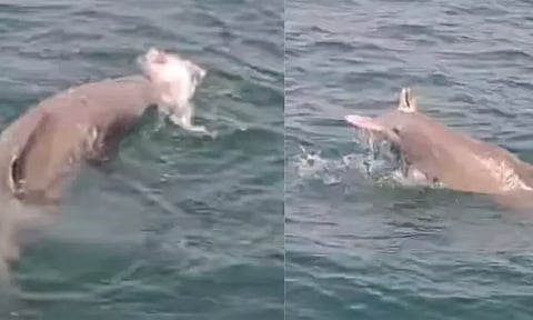 உயிரிழந்த குட்டியை பிரிய முடியாமல்.. பாசத்தால் தவித்த தாய் டால்பின் - மனதை உருக்கிய சம்பவம்