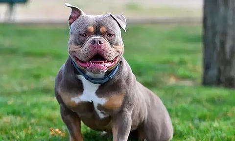 சென்னையில் பிட்புல் ரக நாய் கடித்து ஒருவர் உயிரிழப்பு