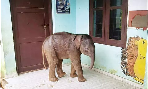 “நானும் படிக்க வர்றேன்” அரசு பள்ளிக்குள் நுழைந்த குட்டி யானை