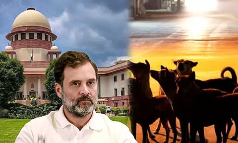 தெருநாய்களை காப்பகங்களில் அடைக்க தடை: சுப்ரீம் கோர்ட்டு தீர்ப்புக்கு ராகுல் காந்தி வரவேற்பு