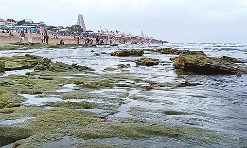 திருச்செந்தூரில் கடல் உள்வாங்கியது.. அச்சமின்றி புனித நீராடிய பக்தர்கள்