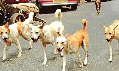 மயிலாடுதுறையில் ஒரே நாளில் 20-க்கும் மேற்பட்டோரை கடித்து குதறிய வெறிநாய்