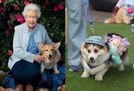 இங்கிலாந்து ராணியின் மனம் கவர்ந்த ‘கோர்கி’ நாய்களை கொண்டாடும் விழா - லிதுவேனியாவில் கோலாகலம்