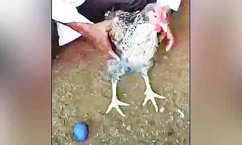 ஆச்சரியம்... நீல நிறத்தில் முட்டையிட்ட கோழி.!