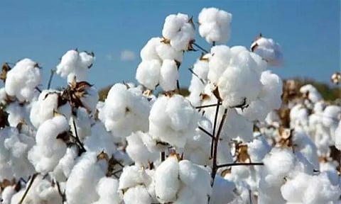 பருத்தி இறக்குமதிக்கான வரி விலக்கு மேலும் 3 மாதங்களுக்கு நீட்டிப்பு