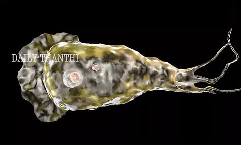 தமிழகத்தில் உள்ள நீச்சல் குளங்களை ஆய்வு செய்ய பொது சுகாதாரத்துறை உத்தரவு