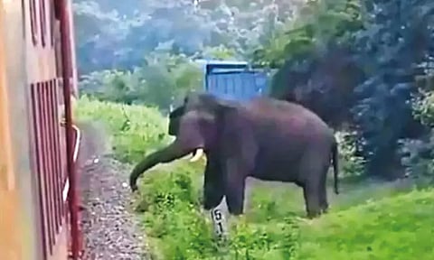 ரெயிலை வழிமறித்து நின்ற காட்டுயானை