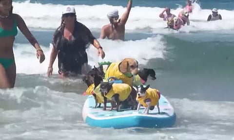 Dog surfing competition captivates audience
