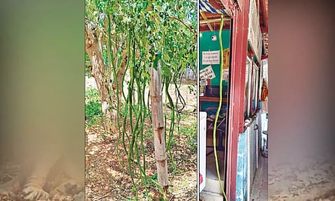 6 அடி நீளத்தில் முருங்கைக்காய்.. ஆச்சரியத்துடன் பார்த்து செல்லும் பொதுமக்கள்