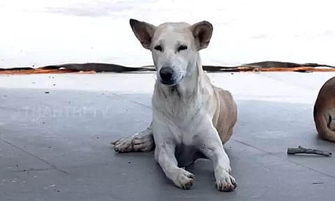 நாய் கடியால் பாதிக்கப்பட்டவர்கள் பின்பற்ற வேண்டிய வழிமுறைகள் - மத்திய அரசு விளக்கம்