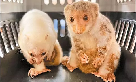 தாய்லாந்தில் இருந்து மும்பைக்கு கடத்தி வரப்பட்ட 67 அரிய வகை விலங்குகள் மீட்பு