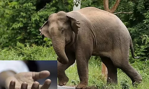 நீலகிரியில் காட்டு யானை தாக்கி ஒருவர் பரிதாப பலி