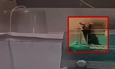 இந்தியாவின் தூய்மையான நகரில்... எலி கடித்து 2 குழந்தைகள் பலியான விவகாரம்; பழங்குடி அமைப்பு காலவரையற்ற போராட்டம்