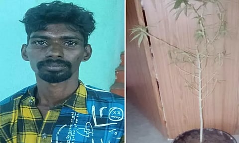 கன்னியாகுமரி: வீட்டில் பூந்தொட்டியில் கஞ்சா வளர்த்த வாலிபர் கைது