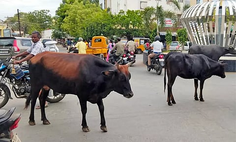 தூத்துக்குடியில் கால்நடைகள் சாலை மறியல்: போக்குவரத்துக்கு இடையூறு