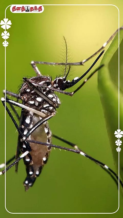 ரசாயன கொசு மருந்துகள் வேண்டாம் ..இப்படி செஞ்சு பாருங்க... வீட்ல ஒரு கொசு கூட வராது..!