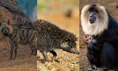 அழிந்து வரும் உயிரினங்களைப் பாதுகாக்க ரூ.1 கோடி செலவில் முன்னோடித் திட்டம் - தமிழக அரசு அறிவிப்பு