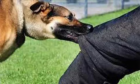 இந்தியாவில் நடப்பாண்டில் இதுவரை 42 ரேபிஸ் தொற்று மரணங்கள் - மத்திய அரசு தகவல்