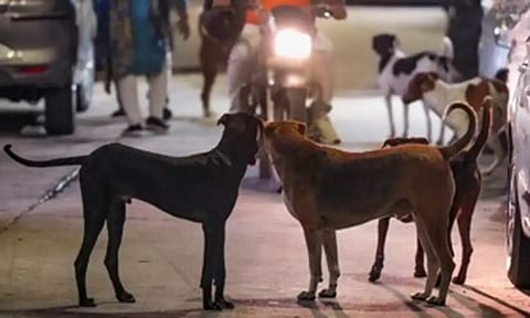 தூத்துக்குடியில் மாணவிகள் உள்பட 29 பேரை கடித்து குதறிய தெருநாய்கள்