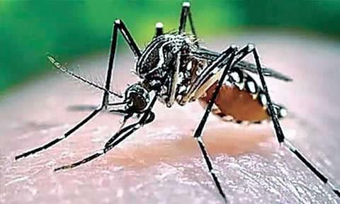 டெங்கு பாதிப்பை தடுக்க நடவடிக்கை: உள்ளாட்சி அமைப்புகளுக்கு தமிழக அரசு உத்தரவு