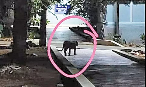 திருப்பதி பல்கலைக்கழக வளாகத்தில் சிறுத்தை நடமாட்டம் - மாணவர்கள் அச்சம்