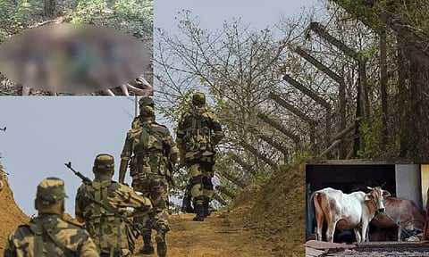 இந்தியாவுக்குள் நுழைந்து மாடுகளை கடத்த முயன்ற வங்காளதேசத்தினர் 3 பேர் அடித்துக்கொலை