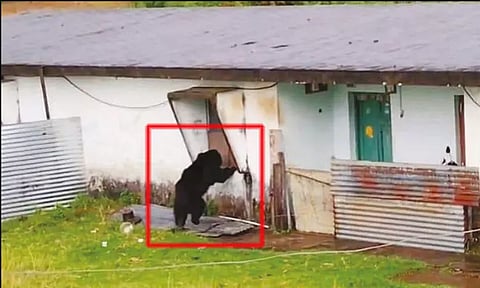 நீலகிரி: மின்வாரிய குடியிருப்புக்குள் கரடி புகுந்து அட்டகாசம்