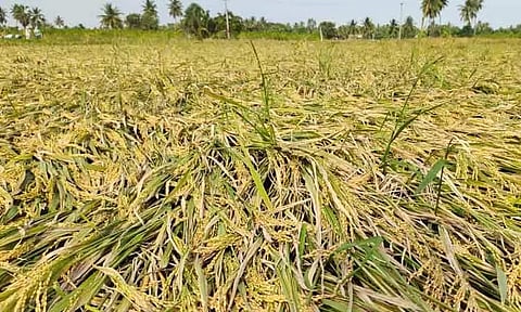 தமிழகத்தில் கனமழை பாதிப்பு - மத்திய குழு அமைப்பு