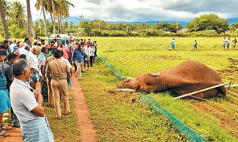 கோவை: மின்சாரம் தாக்கி காட்டு யானை உயிரிழப்பு