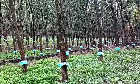 குமரியில் கனமழையால் ரப்பர் தொழில் கடும் பாதிப்பு - விவசாயிகள் கவலை