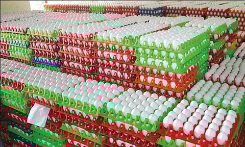 நாமக்கல் மண்டலத்தில் முட்டை ஏற்றுமதி 17¾ கோடியாக அதிகரிப்பு