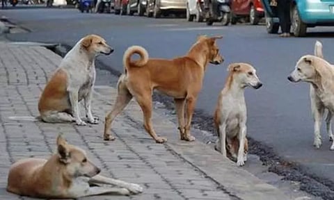 தெரு நாய்கள் தொடர்பான வழக்கு: சுப்ரீம் கோர்ட்டில் நாளை மீண்டும் விசாரணை