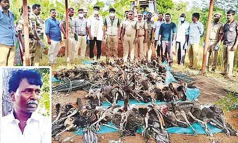 தென்காசியில் விஷம் வைத்து 50 மயில்கள் சாகடிப்பு