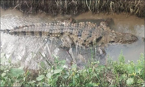 வாழை தோட்டத்துக்கான வாய்க்காலில் சுற்றித்திரிந்த முதலை