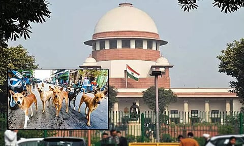 தெரு நாய் விவகாரம் - சுப்ரீம் கோர்ட்டில் தமிழ்நாடு அரசு பதில் மனு தாக்கல்