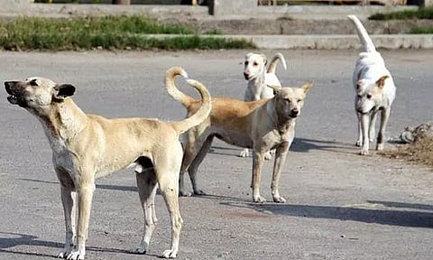 தெருநாய்த்தொல்லை விவகாரம்: சுப்ரீம் கோர்ட்டில் தமிழ்நாடு அரசு பிரமாண பத்திரம் தாக்கல்