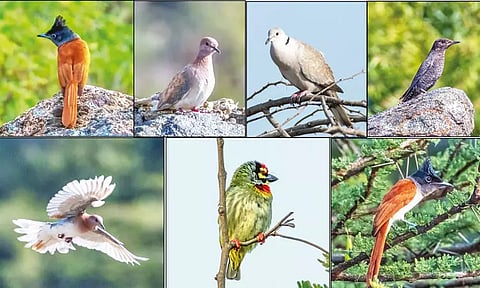 ஈரோடு: நாகமலை குன்றில் வெளிநாட்டு பறவைகள் வருகை அதிகரிப்பு