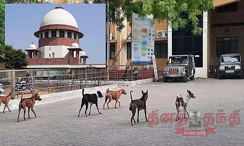 நாடு முழுவதும் பொது இடங்களில் சுற்றித்திரியும் தெருநாய்களை அகற்ற சுப்ரீம்கோர்ட்டு உத்தரவு
