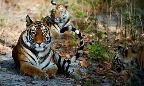 விவசாயியை அடித்துக்கொன்ற புலி - அதிர்ச்சி சம்பவம்