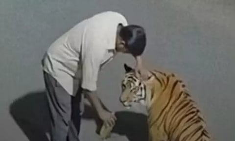 புலிக்கு மது கொடுப்பது போல வீடியோ வெளியிட்ட இளைஞருக்கு சிக்கல்