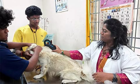 767 நாய்களுக்கு தடுப்பூசி செலுத்தி, மைக்ரோ சிப் பொருத்தி உரிமம் வழங்கப்பட்டது - சென்னை மாநகராட்சி