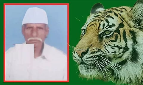 காட்டில் விறகு சேகரிக்க சென்ற முதியவரை அடித்துக்கொன்ற புலி - அதிர்ச்சி சம்பவம்