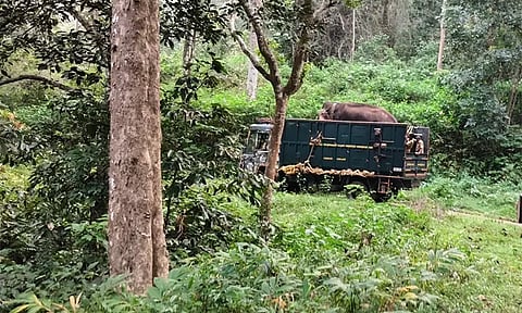 ஆனைமலை புலிகள் காப்பகத்திற்கு காட்டு யானை பாதுகாப்பாக மறுஇடமாற்றம் - வனத்துறை தகவல்
