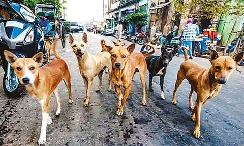 சென்னையில் 1.22 லட்சம் தெருநாய்களுக்கு ரேபிஸ் தடுப்பூசி: மாநகராட்சி தகவல்