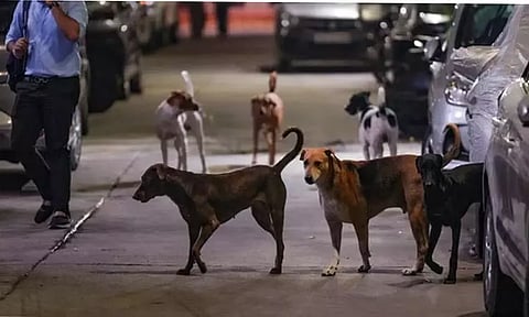 தமிழகத்தில் 5.25 லட்சம் பேர் நாய்க்கடியால் பாதிப்பு - சுகாதாரத்துறை