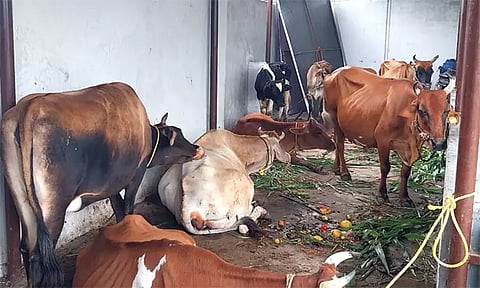 சாலைகளில் திரிந்த 36 மாடுகள் கோசாலையில் அடைப்பு: தூத்துக்குடி மாநகராட்சி அதிகாரிகள் அதிரடி